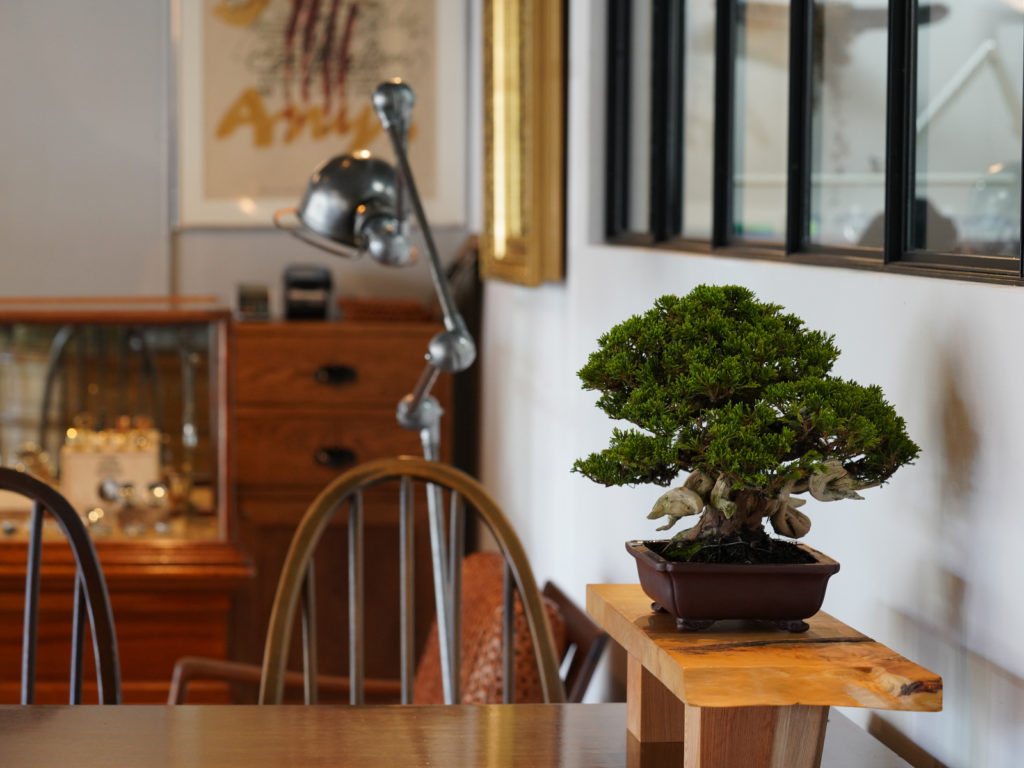 _922_https://eguchi-store.jp/ecw2507/_BK/wp-content/uploads/190719bonsai-04-1024x768.jpg