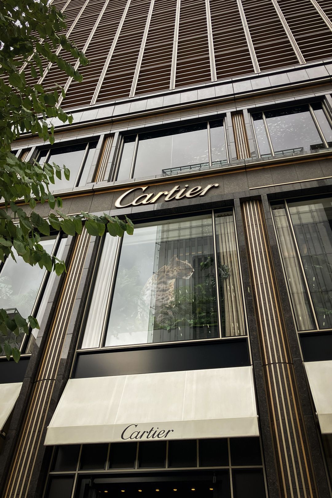 Cartier : INTO THE WILD