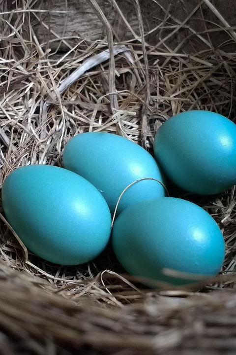 ティファニーブルー 永遠の象徴として