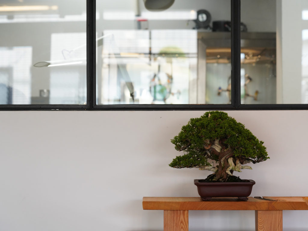 _318_https://eguchi-store.jp/_BK/wp-content/uploads/190719bonsai-01-1024x768.jpg